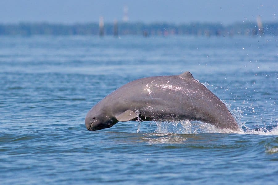 Irrawaddy Dolphin
