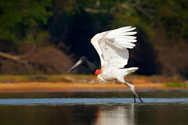 Jabiru Stork
