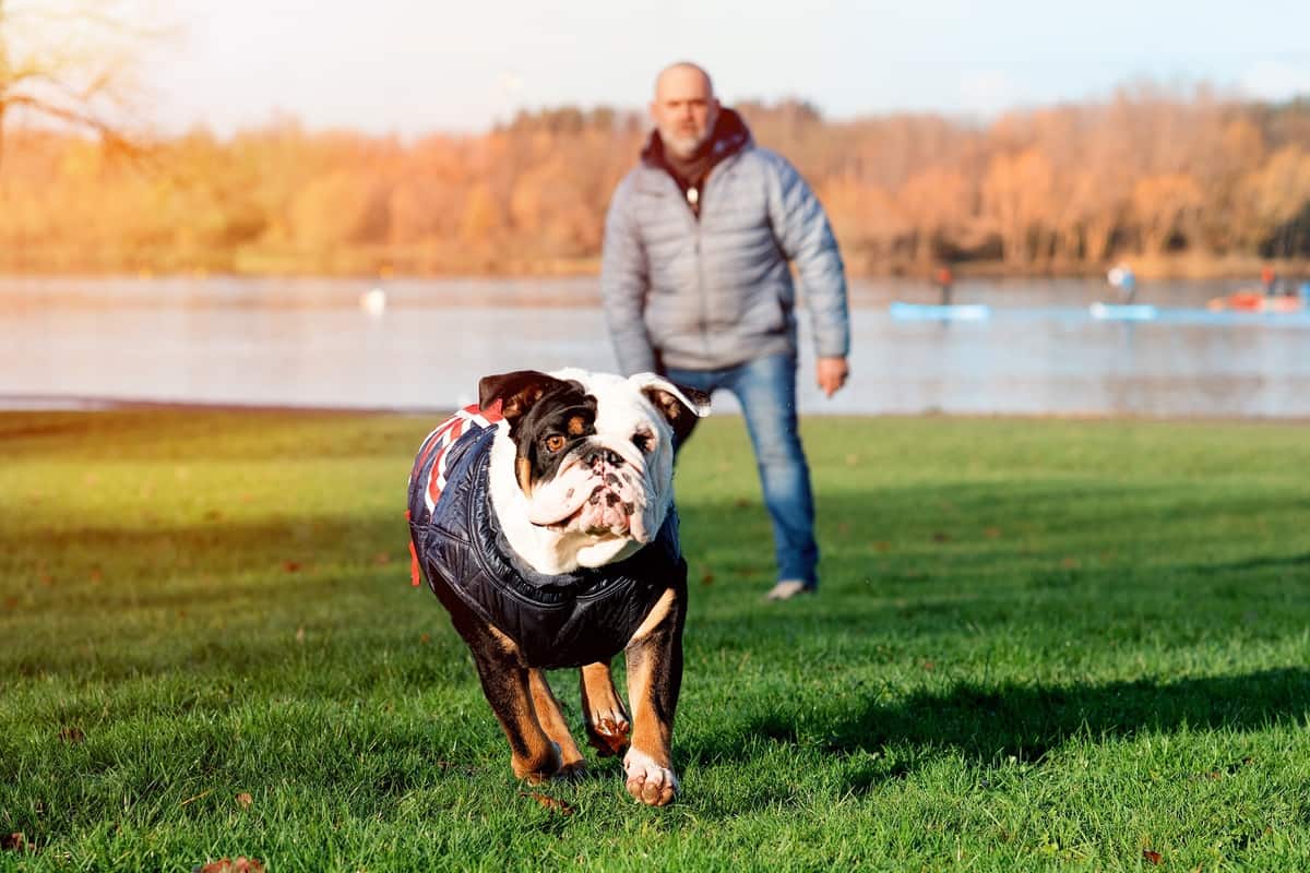 Least Intelligent Dog Breed