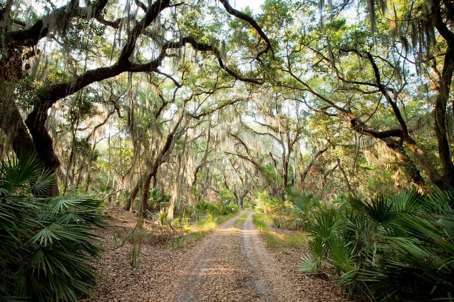Little St. Simons Island