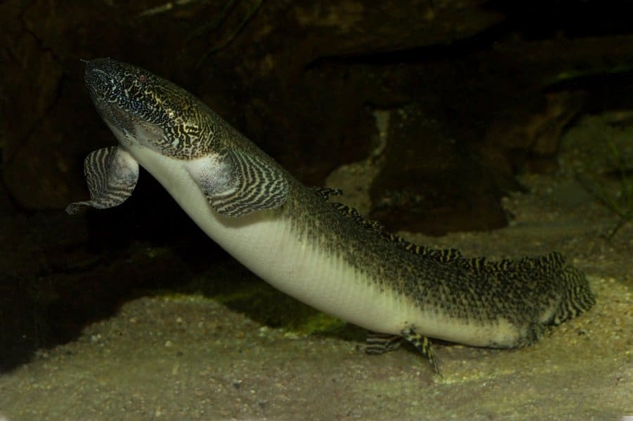 Lungfish