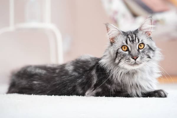 Maine Coon