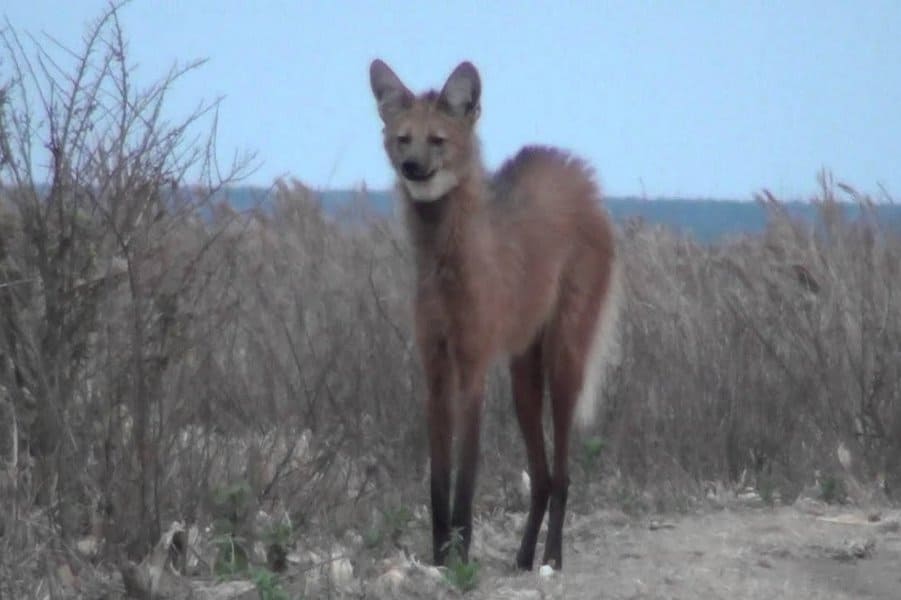 Maned Wolf