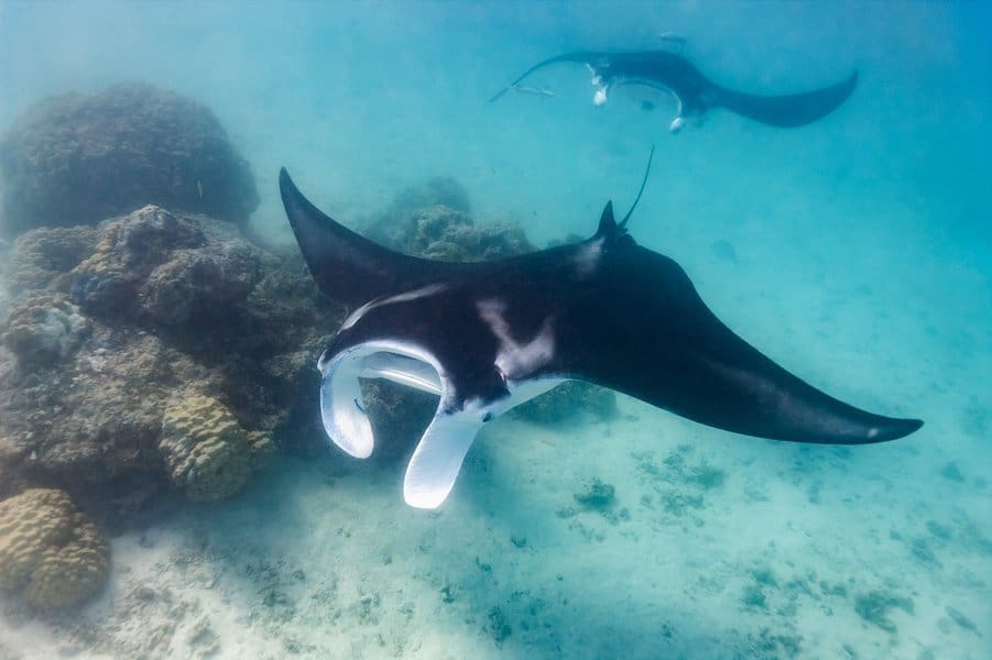 Manta ray swimming
