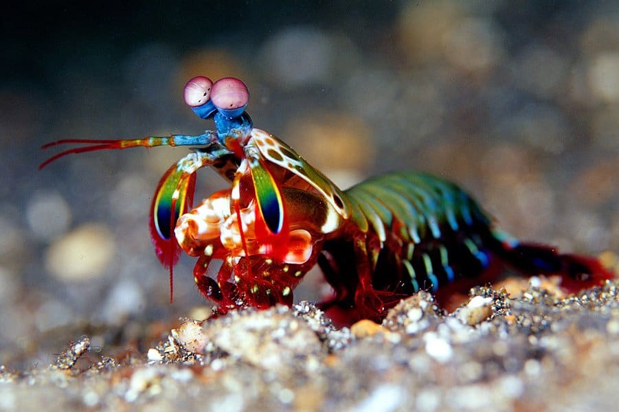 Mantis Shrimp
