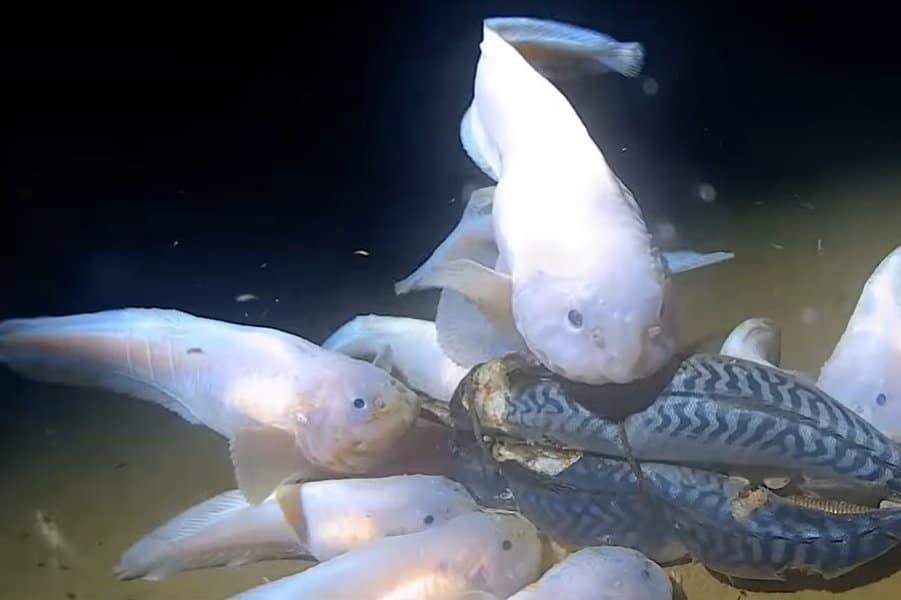 Mariana trench creatures