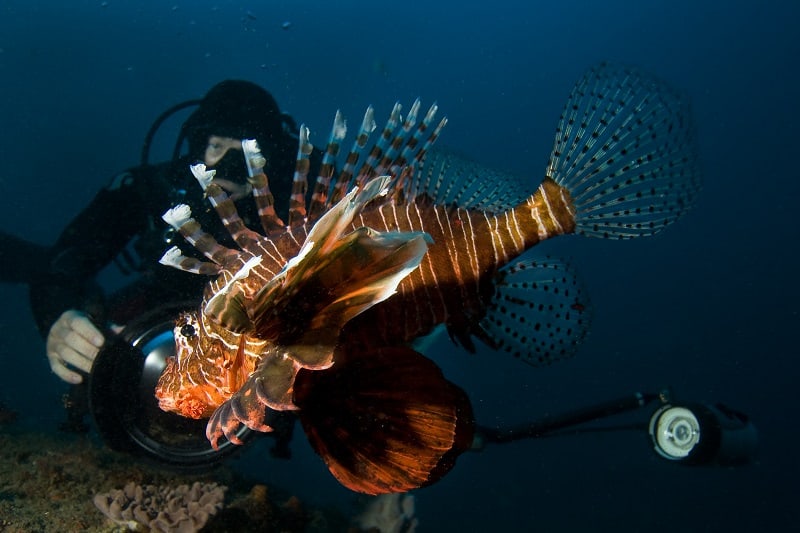 Marine Biologist - Outdoor Jobs For Outdoorsmen