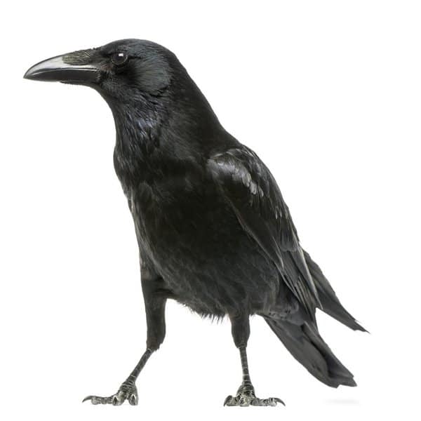 Matt Waldman's RSP Cast