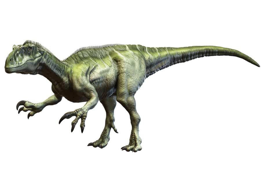 Megaraptor