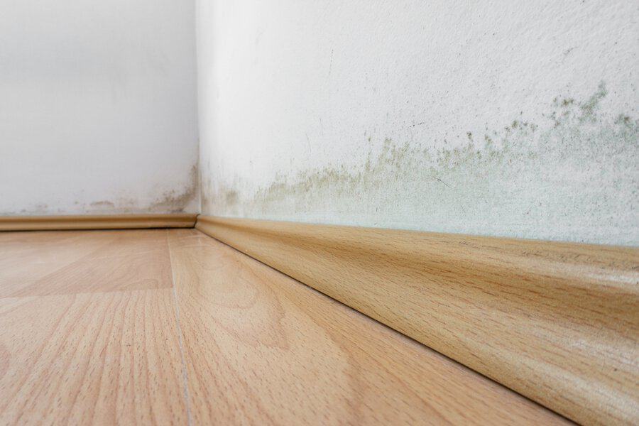 Mold growing on a white wall above a wooden baseboard in the corner of a room with a light wood floor