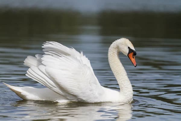 Mute Swan