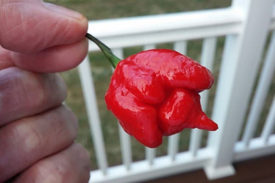 Naga Viper - 1,382,118 SHU