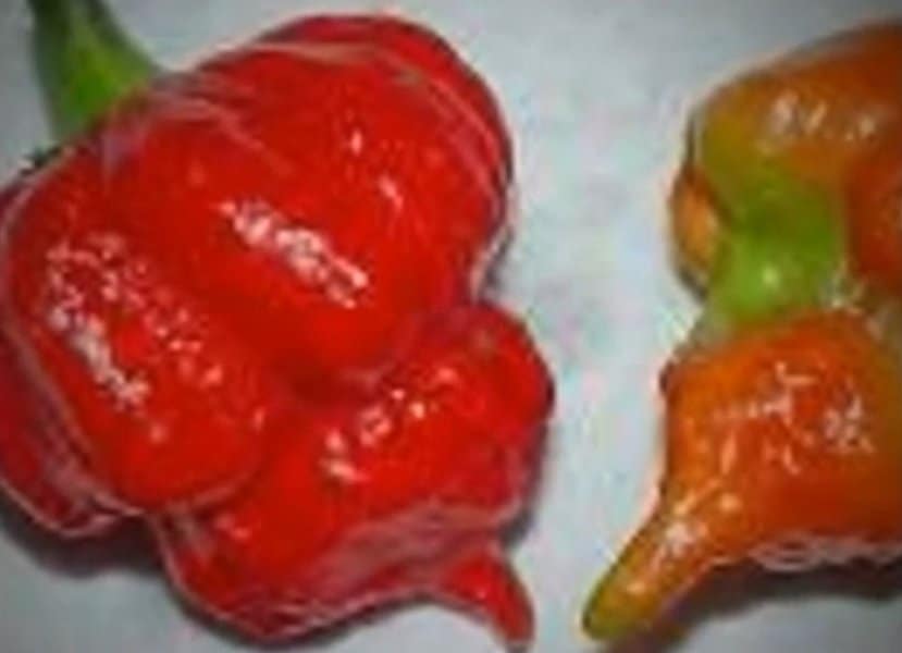 New Mexico Scorpion - 1,191,595 SHU