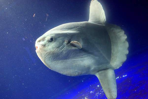 Ocean Sunfish