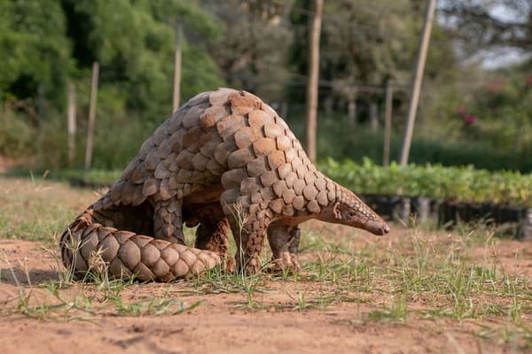 Pangolin
