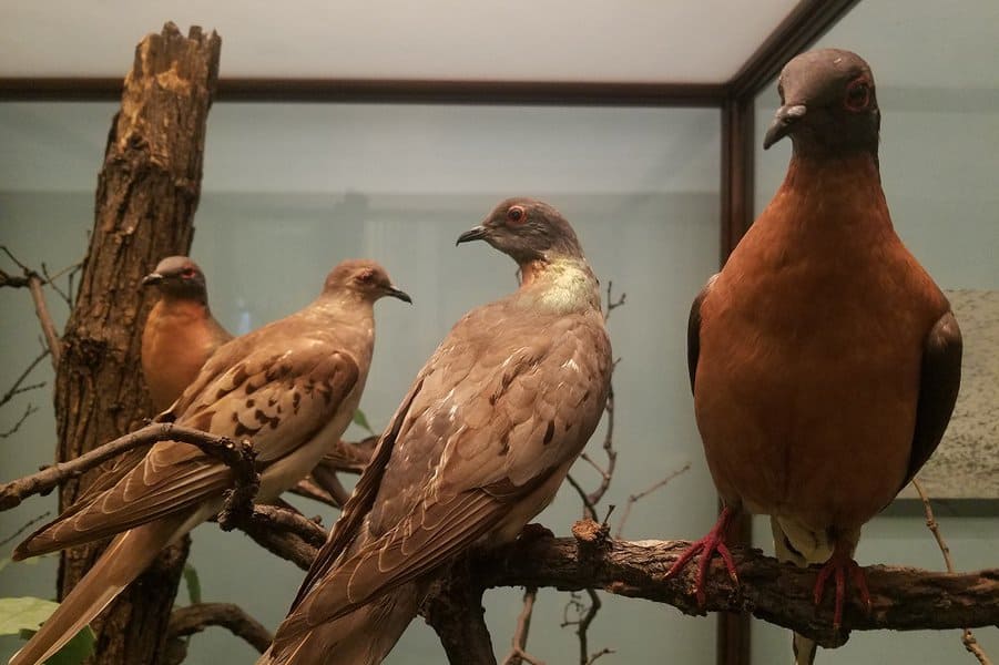 Passenger Pigeon