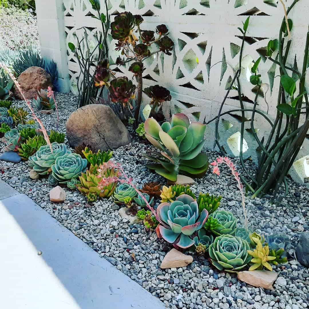 succulent patio garden