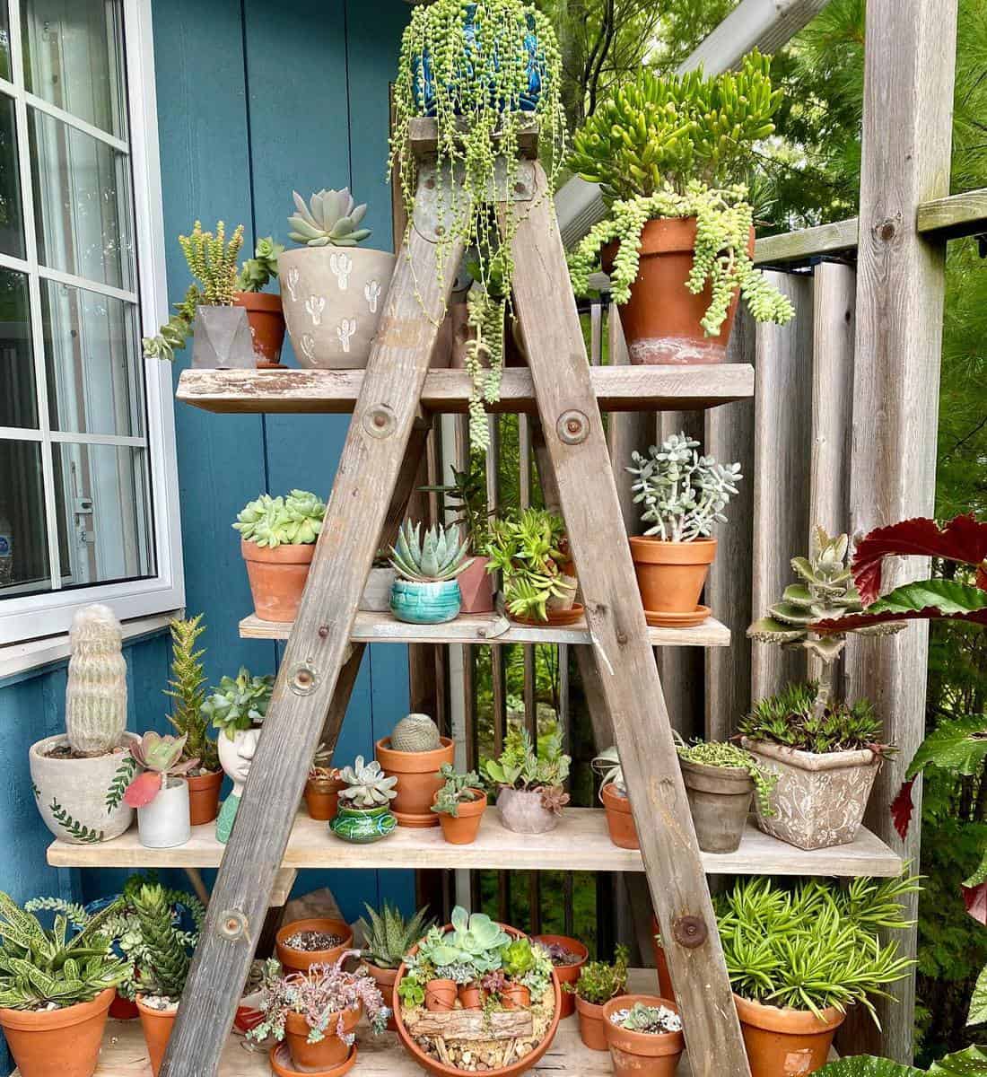 ladder succulent garden