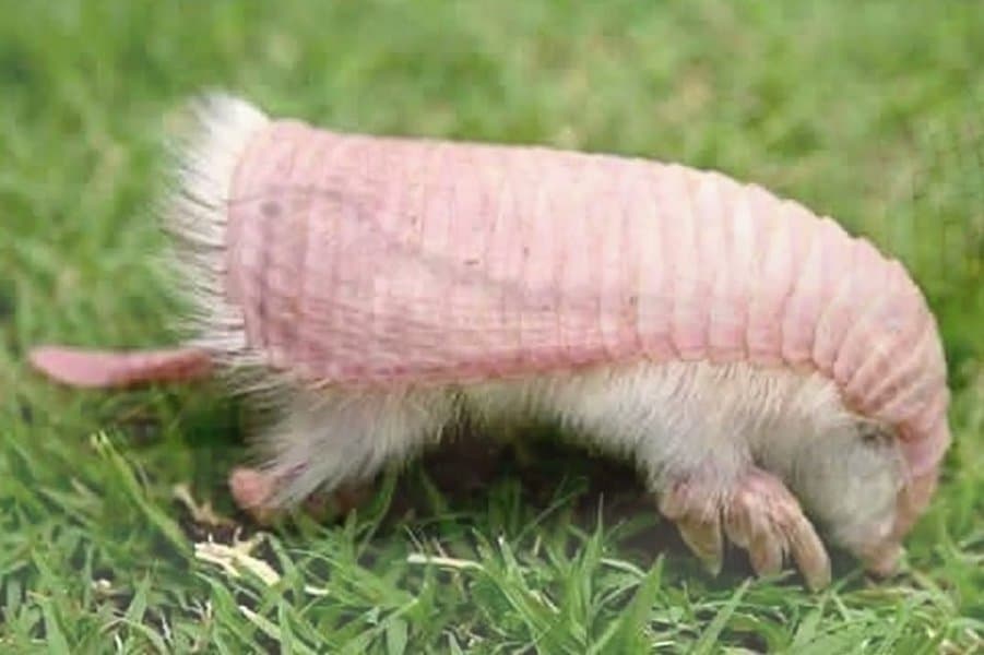 Pink Fairy Armadillo