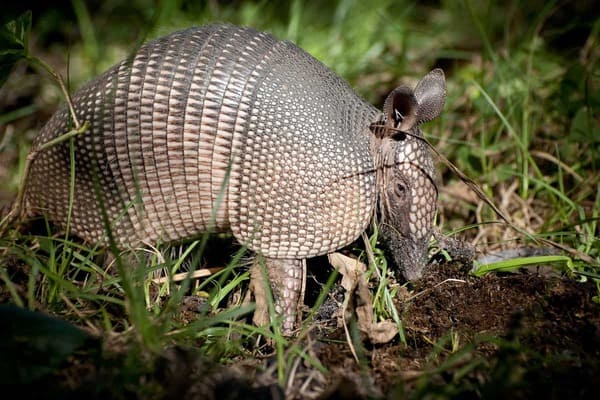 Pink Fairy Armadillo