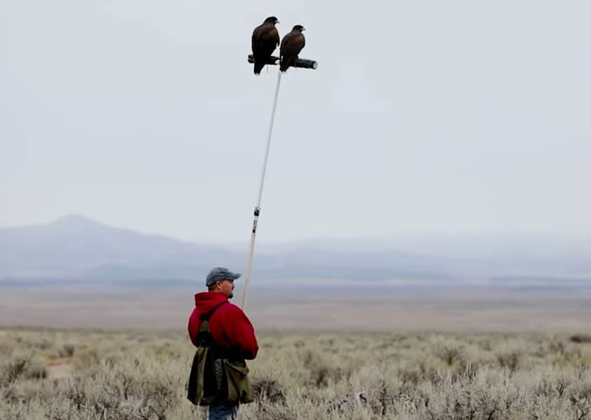 Professional Falconer