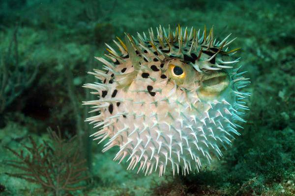 Puffer Fish
