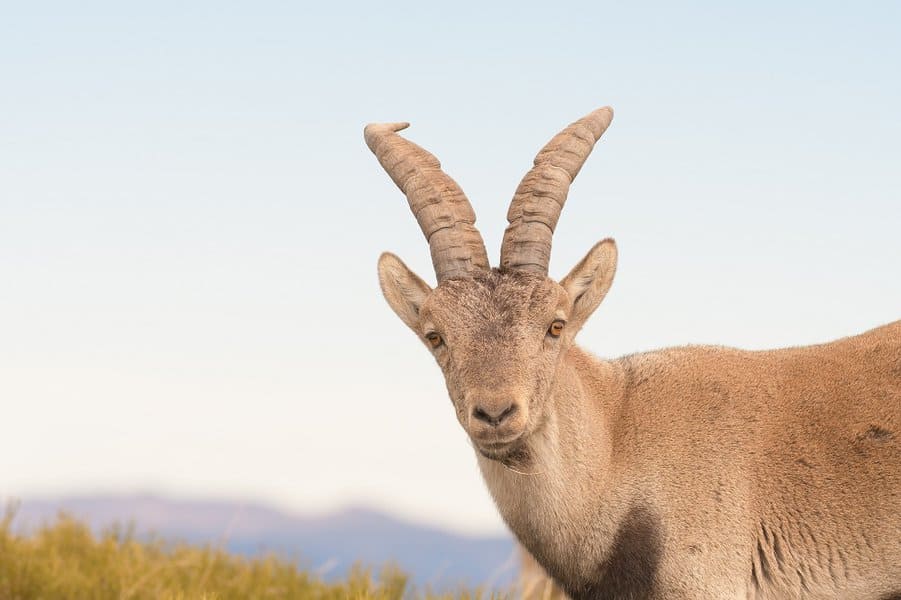 Pyrenean Ibex