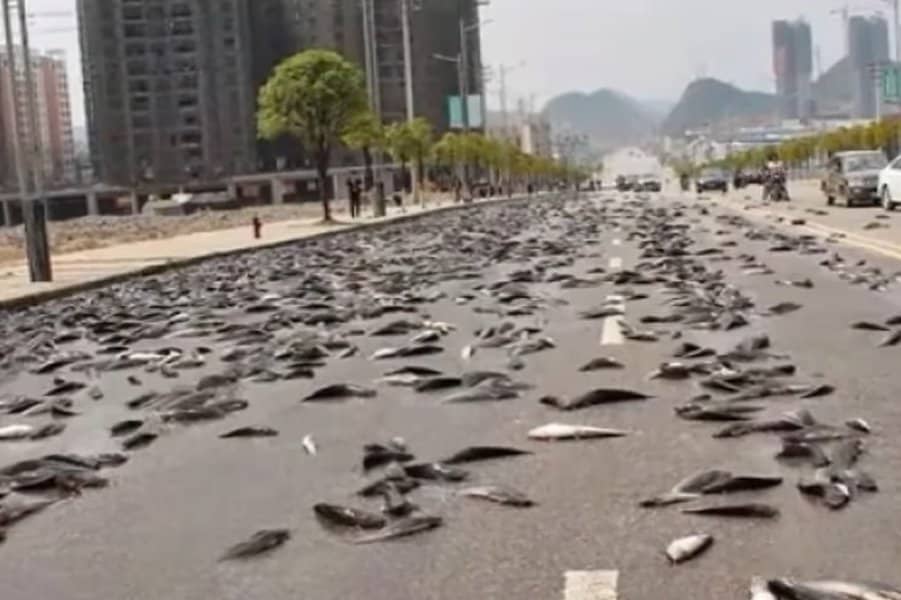 Raining Fish
