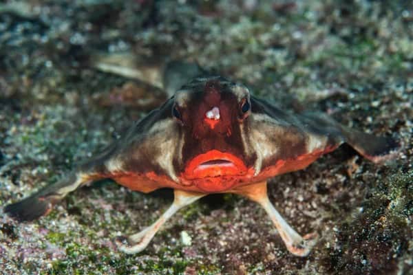 Red Lipped Batfish