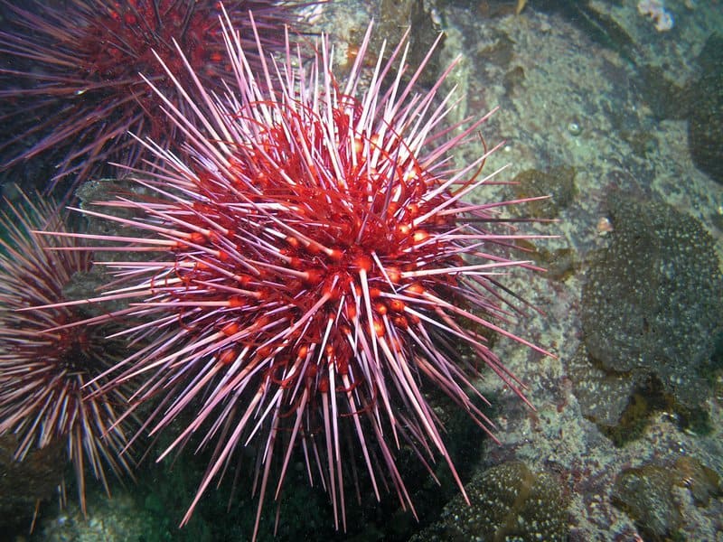 Red Sea Urchin