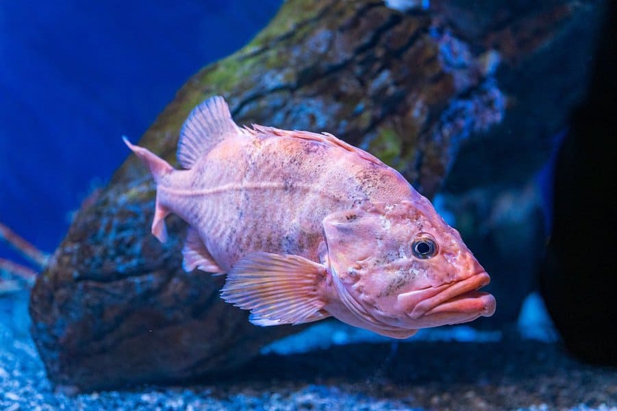 Rougheye Rockfish