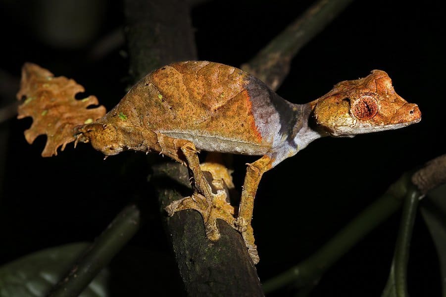Satanic Leaf-tailed Gecko