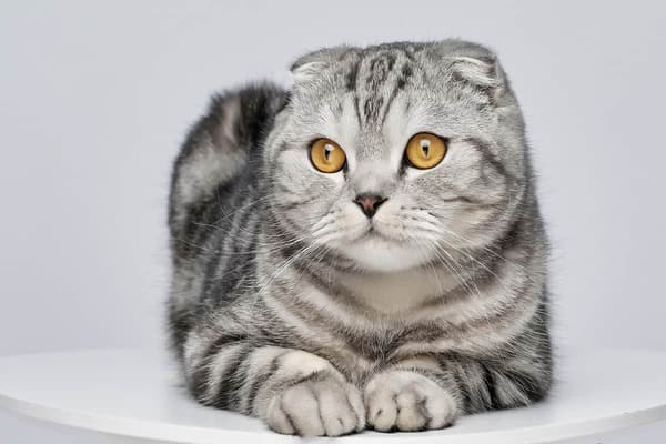 Scottish Fold