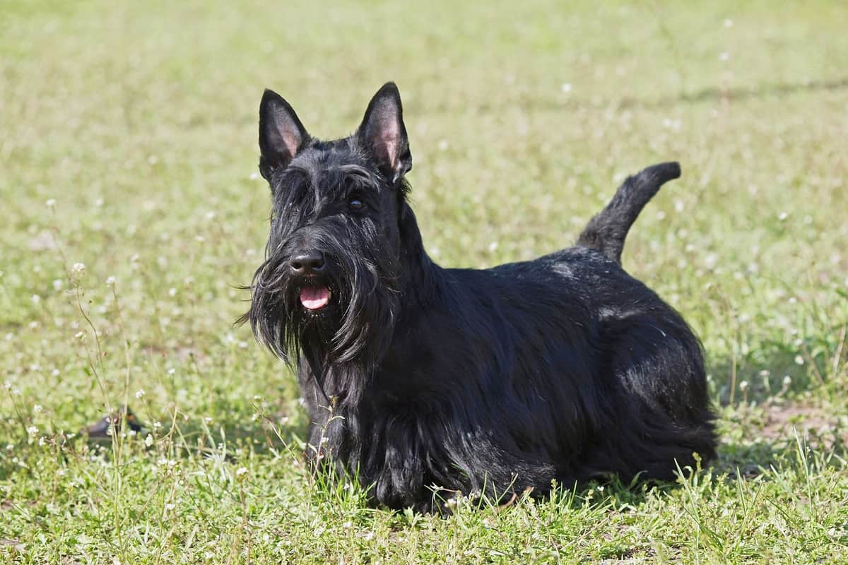 Scottish Terrier