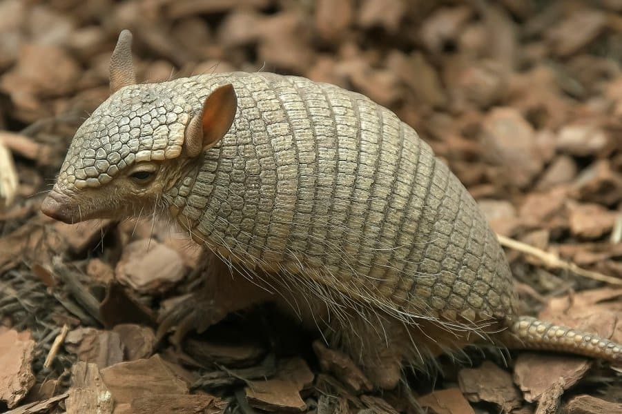 Screaming Hairy Armadillo