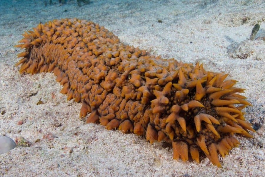 Sea Cucumber