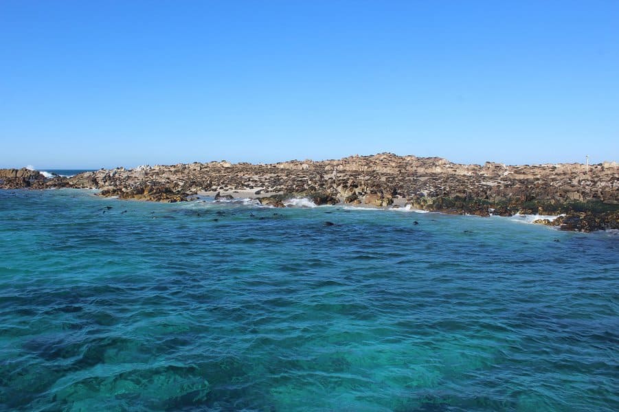 Shark Alley, South Africa