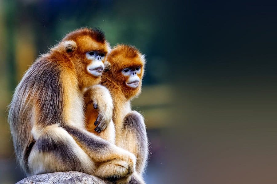 Snub-Nosed Monkey
