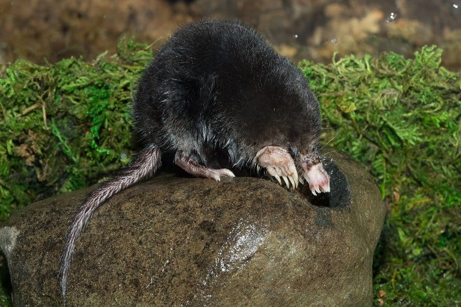 Star-Nosed Mole