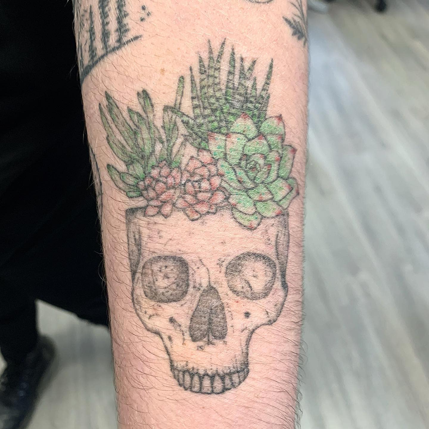 Tattoo of a skull with various green succulents growing out of the top on a forearm