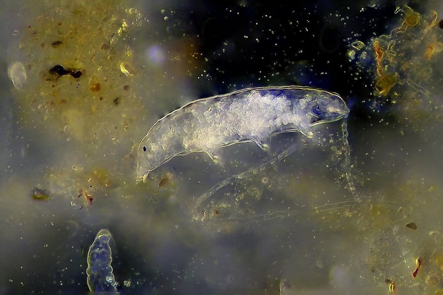 Tardigrade