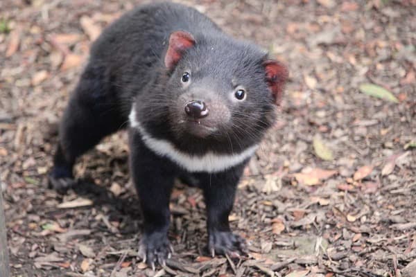 Tasmanian Devil