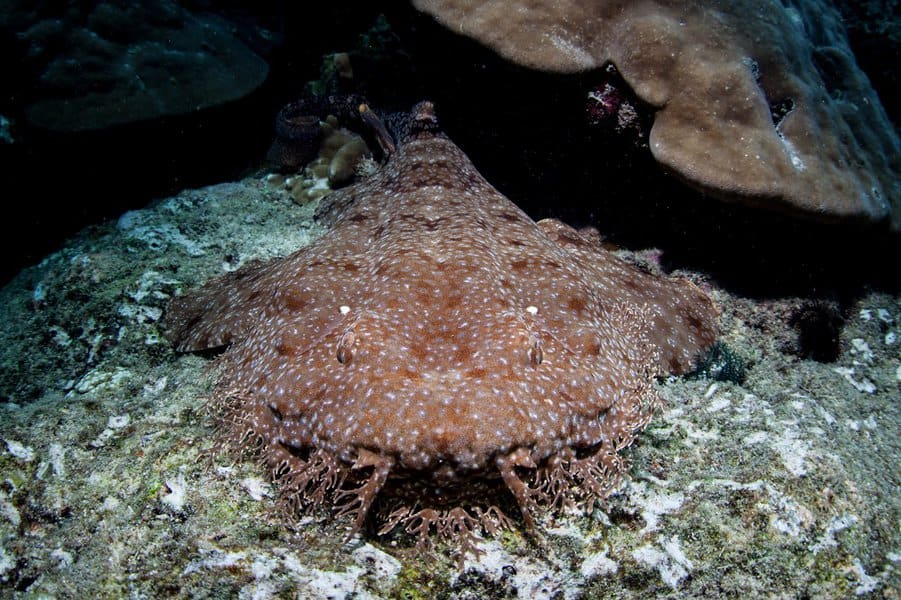 Tasselled Wobbegong