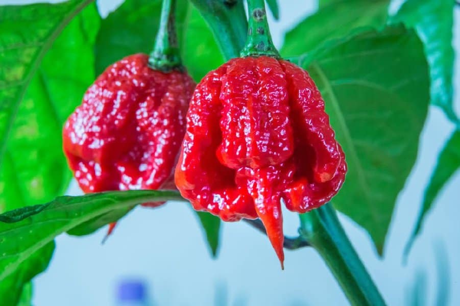 Trinidad Moruga Scorpion - 2,009,231 SHU