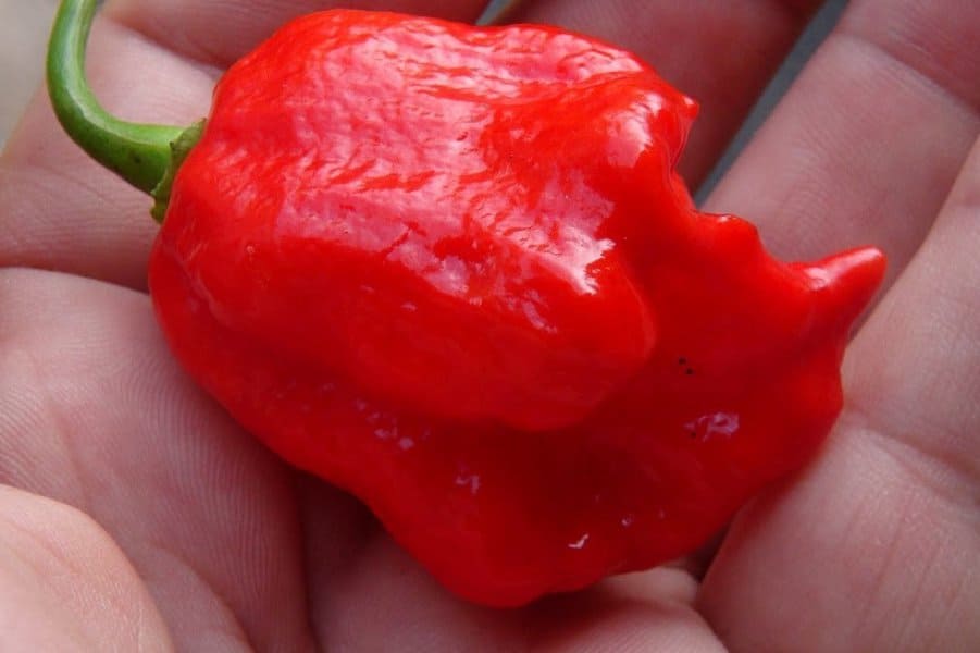 Trinidad Scorpion Butch T - 1,463,700 SHU