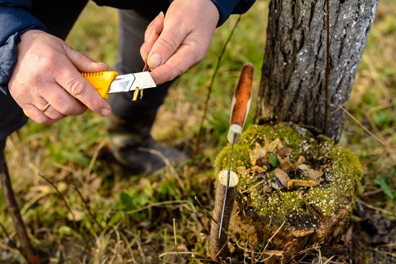 Use a Pocket Knife to Prune Your Plants