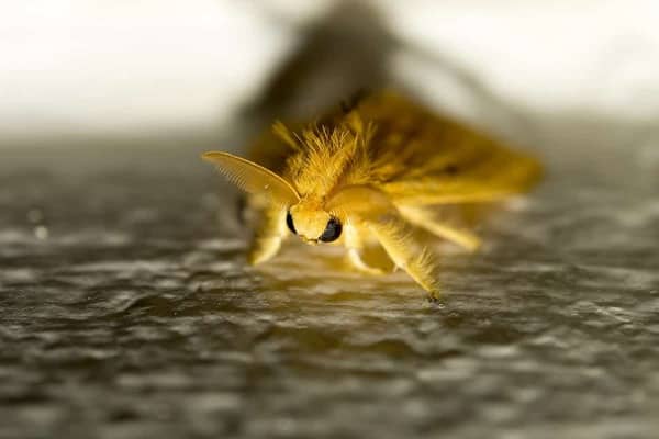 Venezuelan Poodle Moth