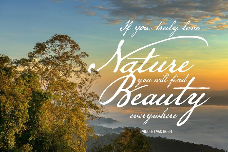 Vincent van Gogh Quotes About Nature