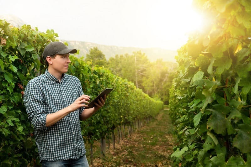 Vineyard Manager - Outdoor Jobs For Outdoorsmen