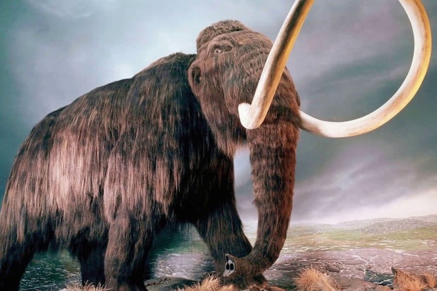 Wooly Mammoth